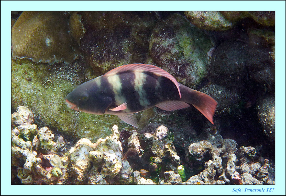 2011 - 03 - Koh Rok 27